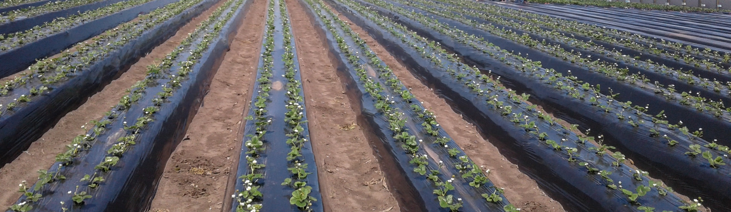 Plástico de invernadero | Geomembrana Plástico tricapa (trifilm) | Plásticos Much | Plástico Silo | Riego (mangas y válvulas para riego)| Plástico Tricapas UV 1T | Plástico Tricapas UV 2T | Plásticos para abejas | Polietileno | Film industrial | Plástico burbuja (PACK AIR)| Bolsas industriales| Plástico StrongFilm| Plástico StrongMulch| Venta Online