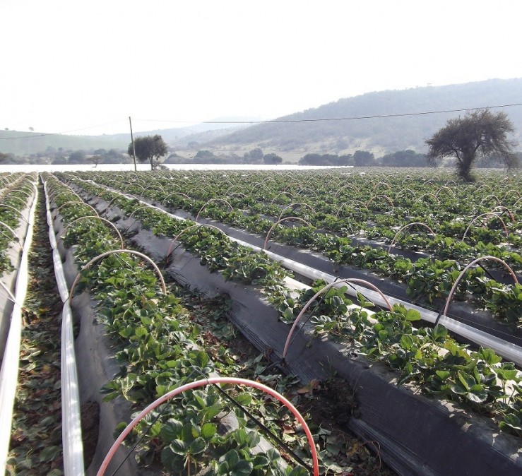 Plástico de invernadero | Geomembrana Plástico tricapa (trifilm) | Plásticos Much | Plástico Silo | Riego (mangas y válvulas para riego)| Plástico Tricapas UV 1T | Plástico Tricapas UV 2T | Plásticos para abejas | Polietileno | Film industrial | Plástico burbuja (PACK AIR)| Bolsas industriales| Plástico StrongFilm| Plástico StrongMulch| Venta Online