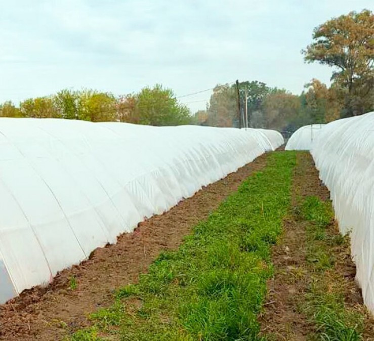 Plástico de invernadero | Geomembrana Plástico tricapa (trifilm) | Plásticos Much | Plástico Silo | Riego (mangas y válvulas para riego)| Plástico Tricapas UV 1T | Plástico Tricapas UV 2T | Plásticos para abejas | Polietileno | Film industrial | Plástico burbuja (PACK AIR)| Bolsas industriales| Plástico StrongFilm| Plástico StrongMulch| Venta Online