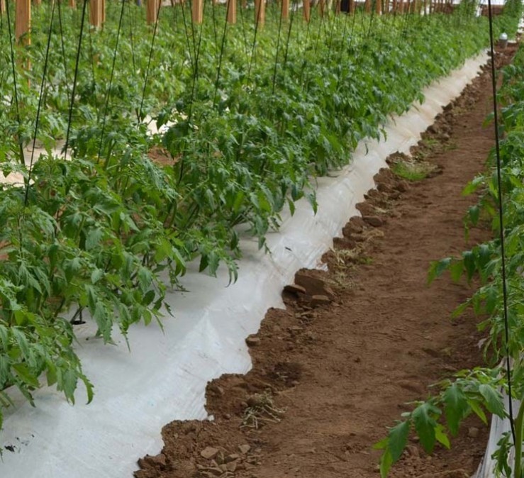 Plástico de invernadero | Geomembrana Plástico tricapa (trifilm) | Plásticos Much | Plástico Silo | Riego (mangas y válvulas para riego)| Plástico Tricapas UV 1T | Plástico Tricapas UV 2T | Plásticos para abejas | Polietileno | Film industrial | Plástico burbuja (PACK AIR)| Bolsas industriales| Plástico StrongFilm| Plástico StrongMulch| Venta Online