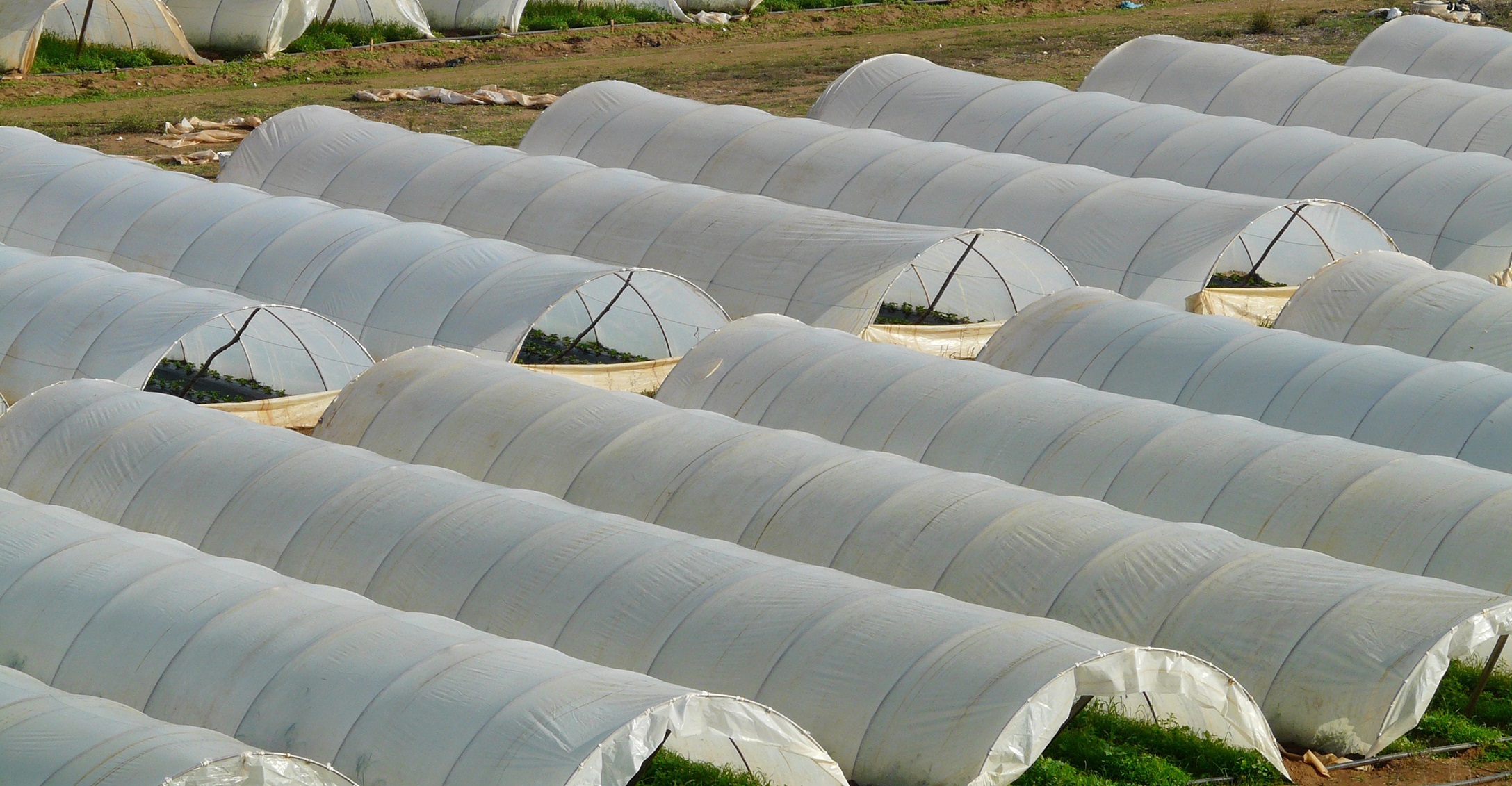 Plástico de invernadero | Geomembrana Plástico tricapa (trifilm) | Plásticos Much | Plástico Silo | Riego (mangas y válvulas para riego)| Plástico Tricapas UV 1T | Plástico Tricapas UV 2T | Plásticos para abejas | Polietileno | Film industrial | Plástico burbuja (PACK AIR)| Bolsas industriales| Plástico StrongFilm| Plástico StrongMulch| Venta Online