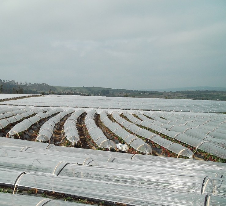 Plástico de invernadero | Geomembrana Plástico tricapa (trifilm) | Plásticos Much | Plástico Silo | Riego (mangas y válvulas para riego)| Plástico Tricapas UV 1T | Plástico Tricapas UV 2T | Plásticos para abejas | Polietileno | Film industrial | Plástico burbuja (PACK AIR)| Bolsas industriales| Plástico StrongFilm| Plástico StrongMulch| Venta Online